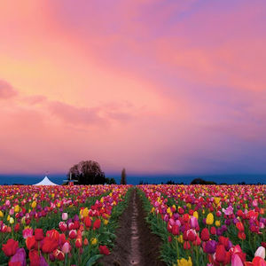 Meet your Posher, Diane